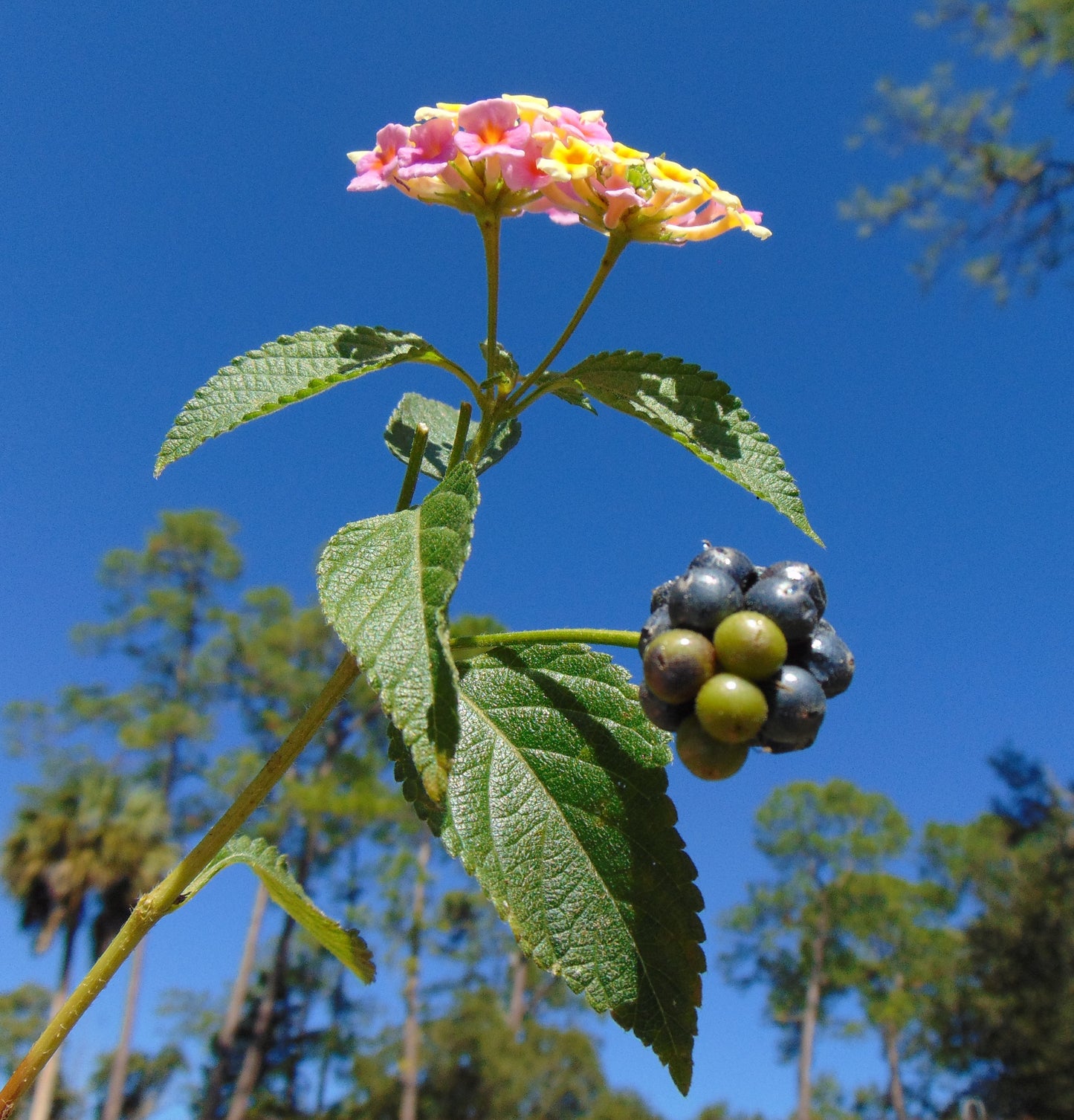 Pink Lantana  100 Seeds  Lantana camara