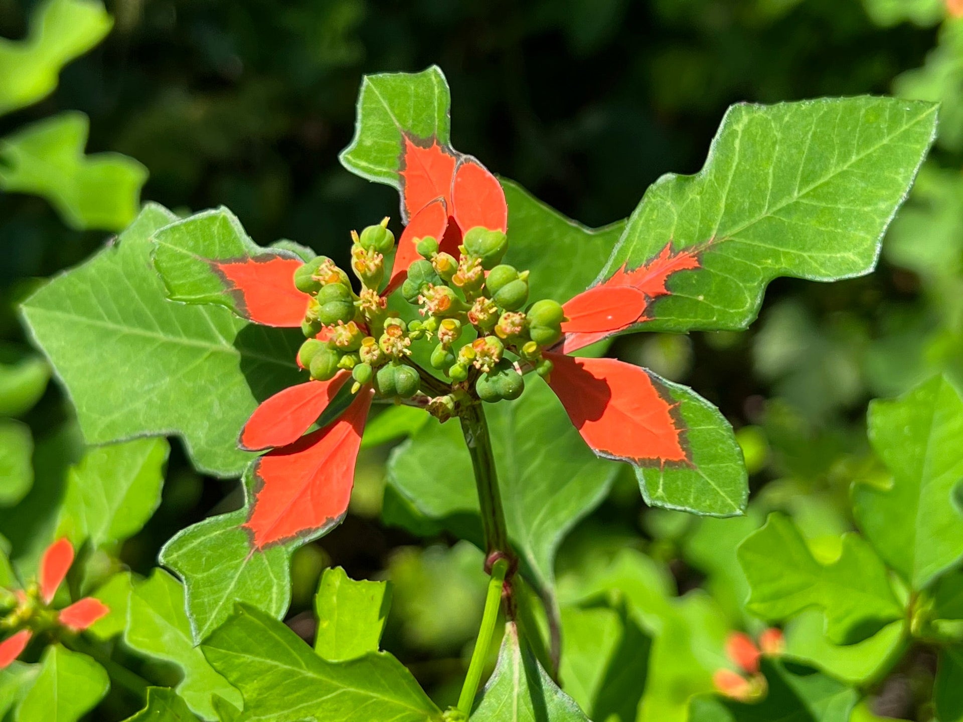poinsettia plant seeds Wild Poinsettia 20 Seeds Poinsettia cyathophora – R&B Floridaseeds
