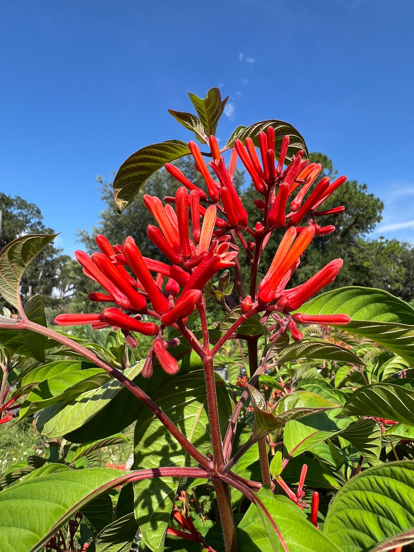 Firebush  Hamelia patens 100 Seeds
