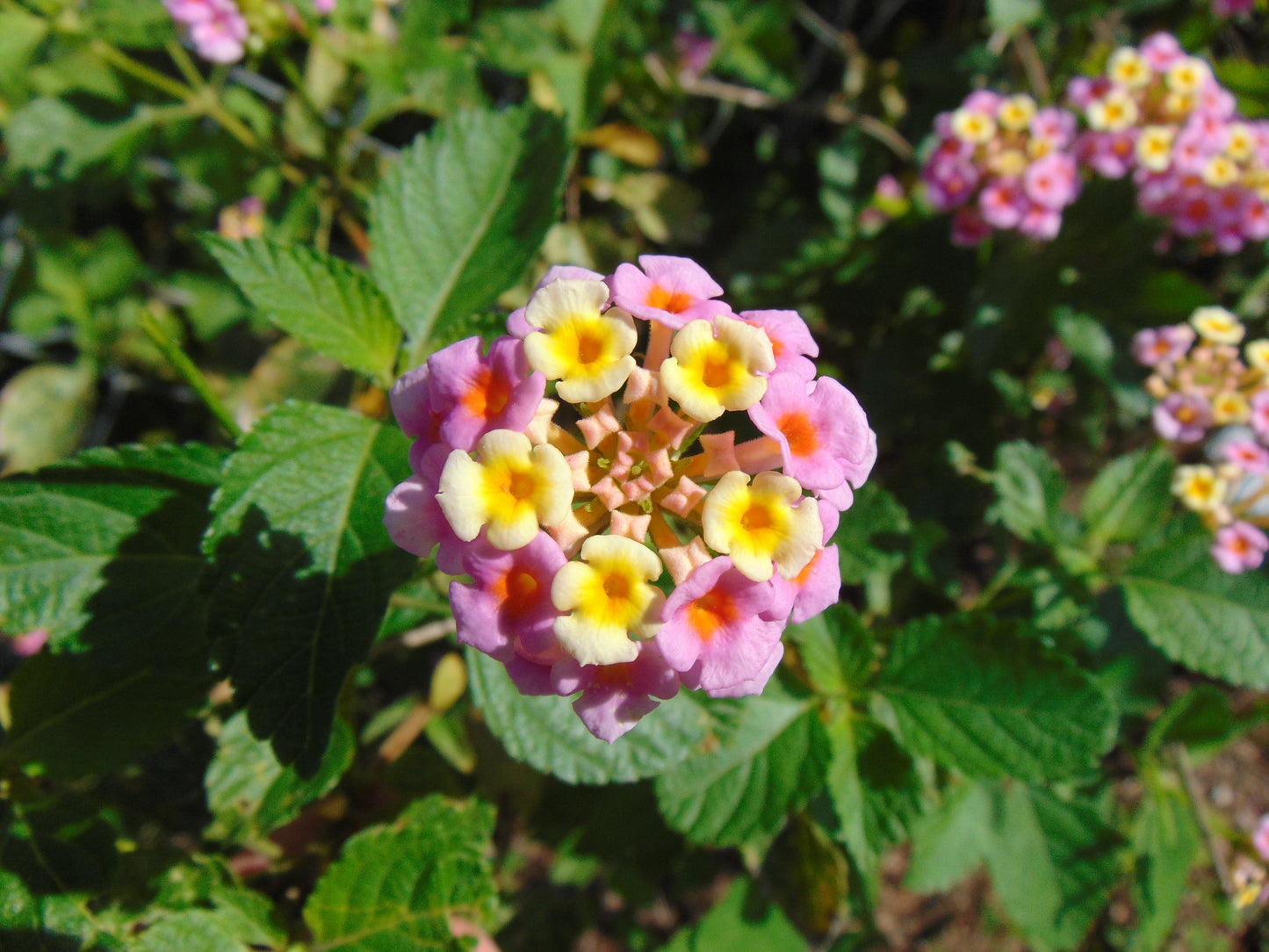 Pink Lantana  100 Seeds  Lantana camara