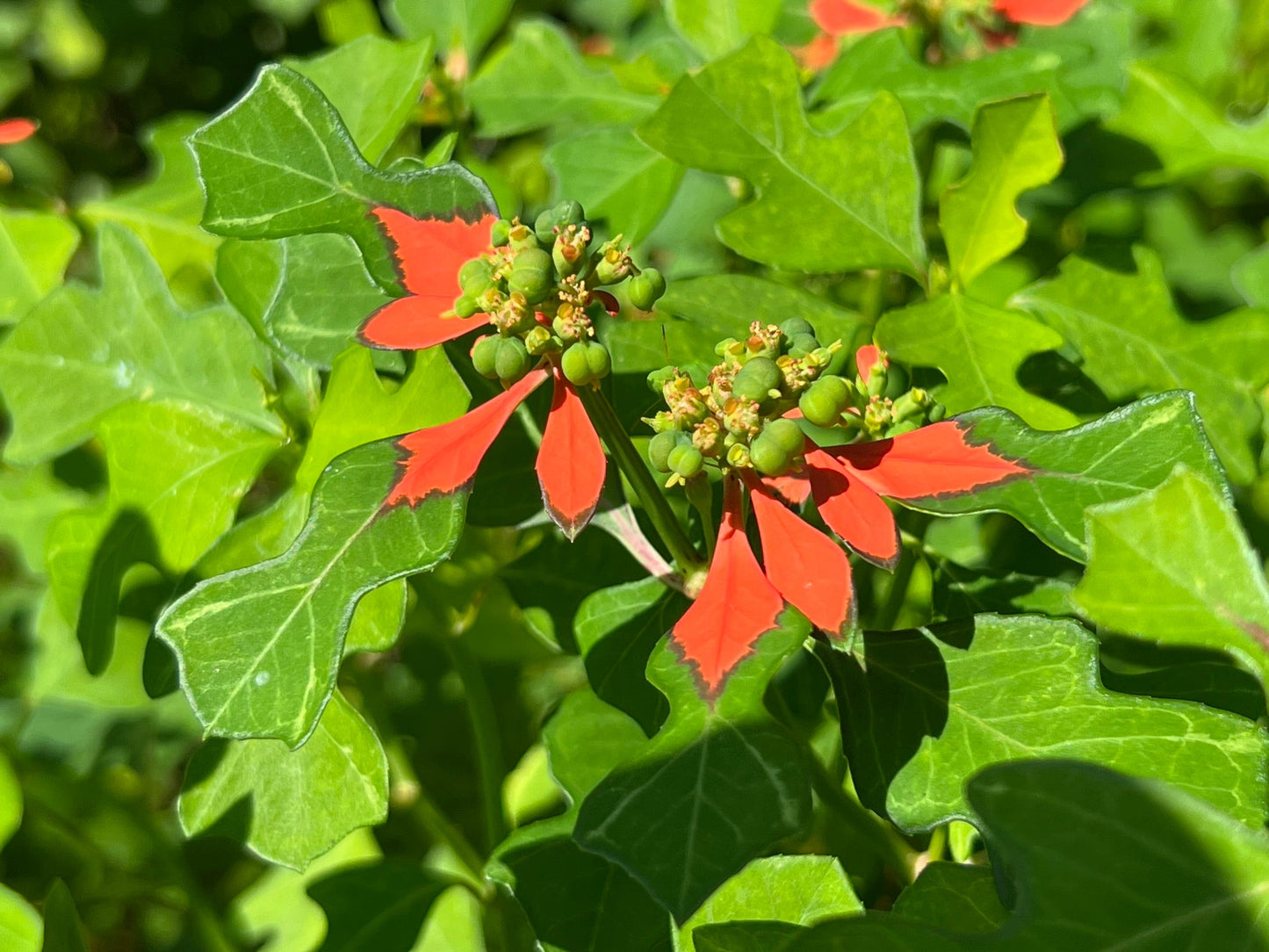 Wild Poinsettia  Euphorbia cyathophora  20 Seeds