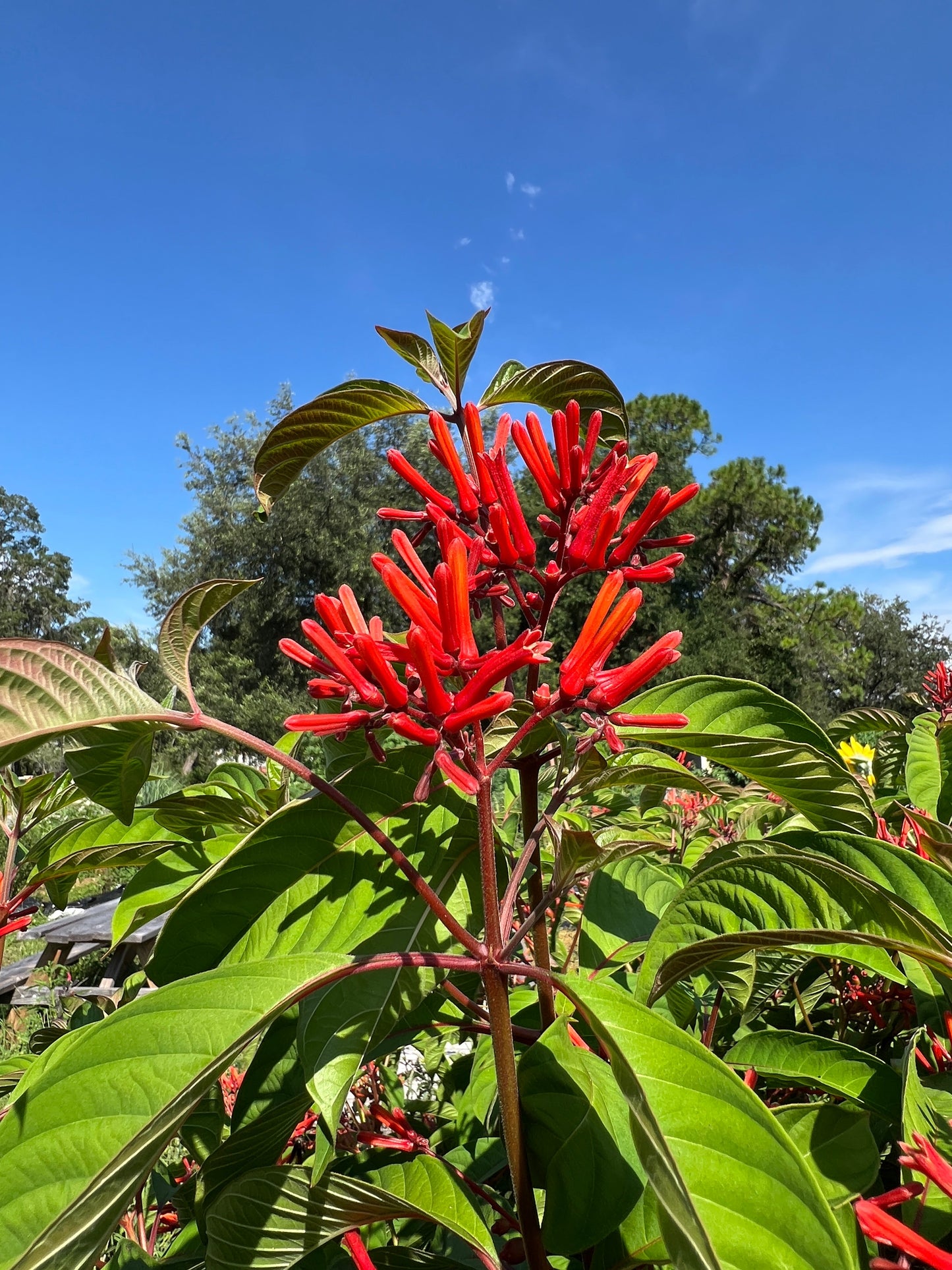 Firebush  Hamelia patens 100 Seeds