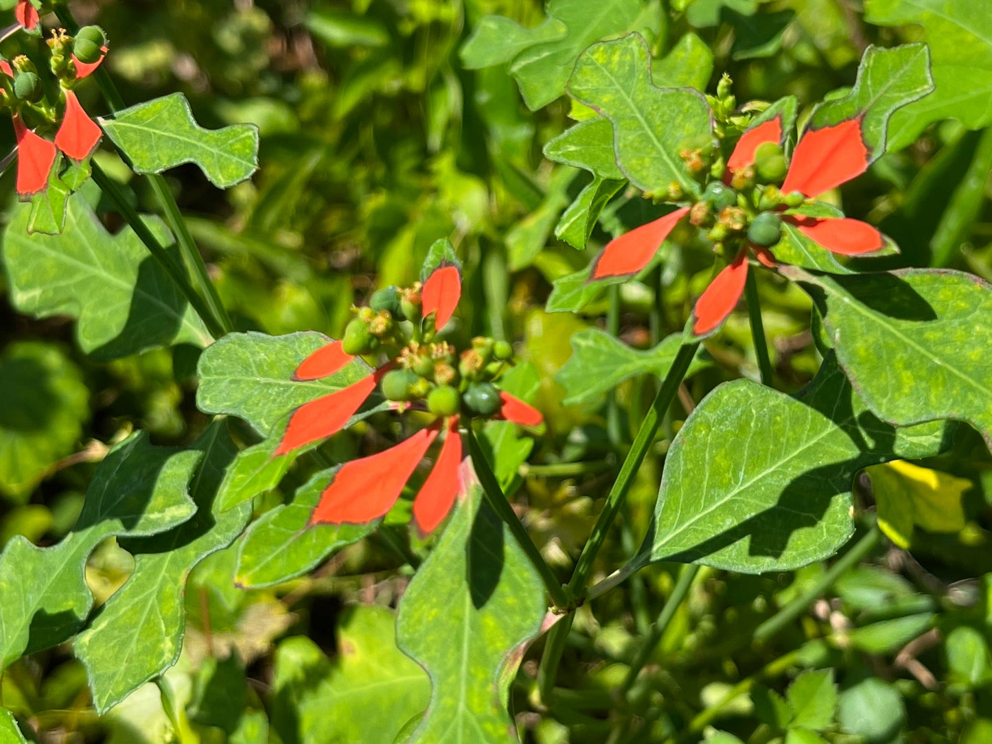 Wild Poinsettia  Euphorbia cyathophora  20 Seeds