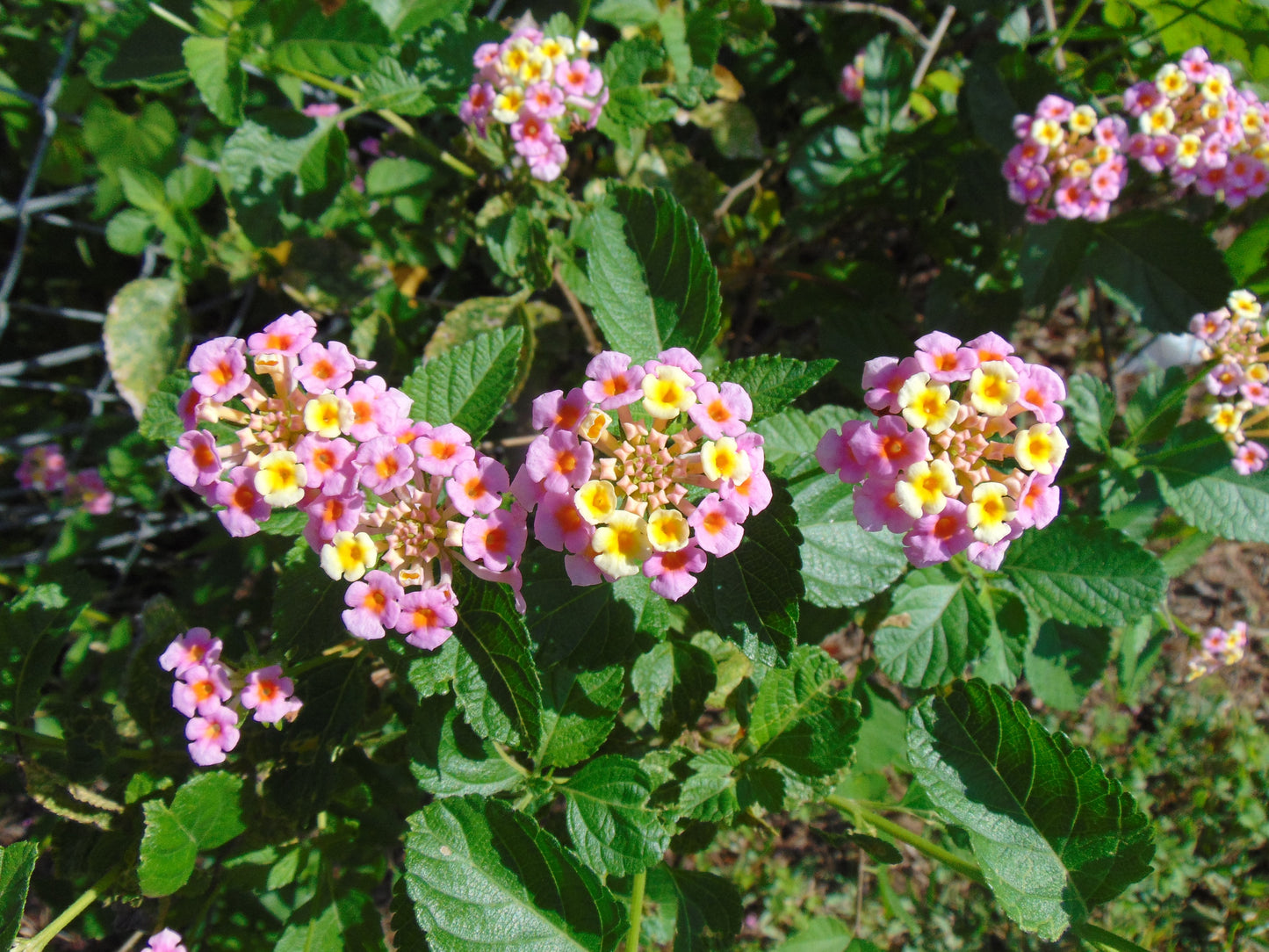 Pink Lantana  100 Seeds  Lantana camara