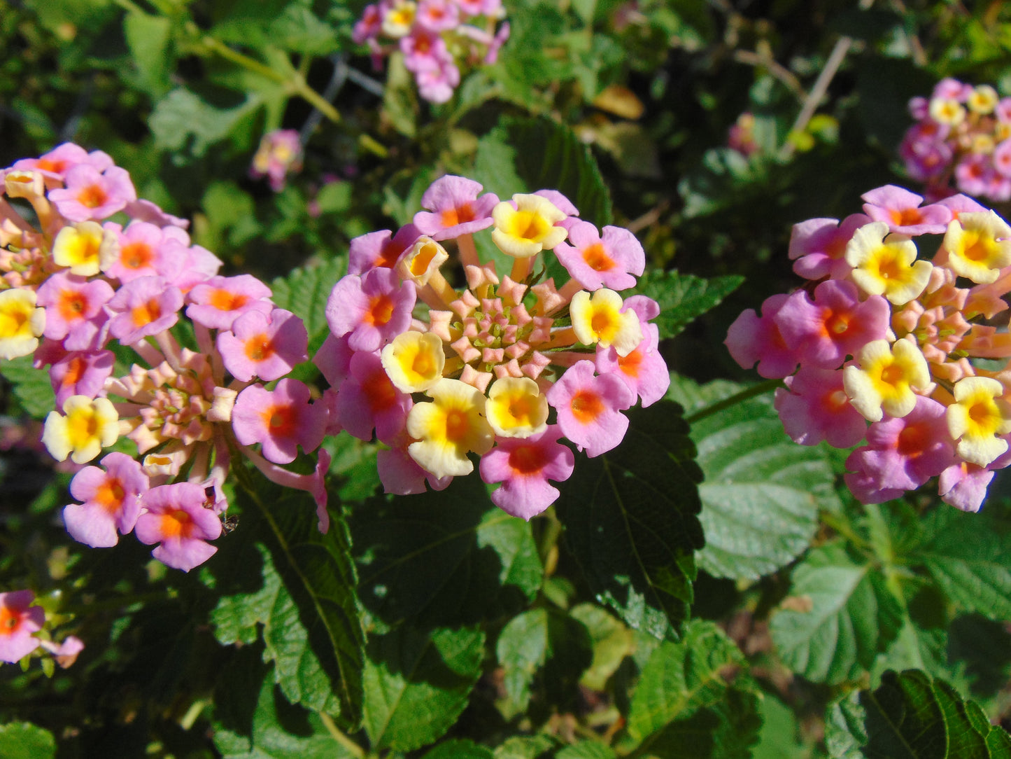 Pink Lantana  100 Seeds  Lantana camara