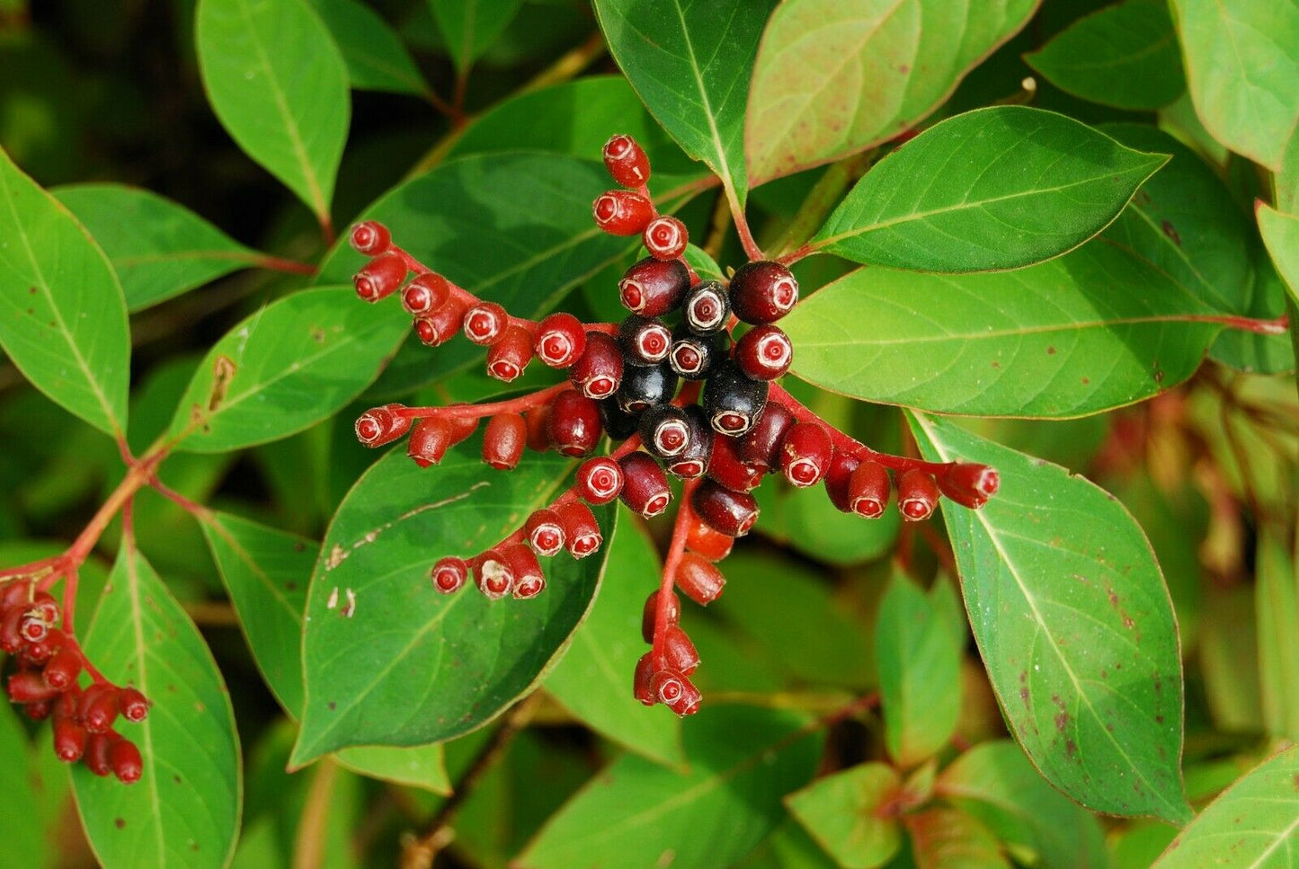 Firebush  Hamelia patens 100 Seeds