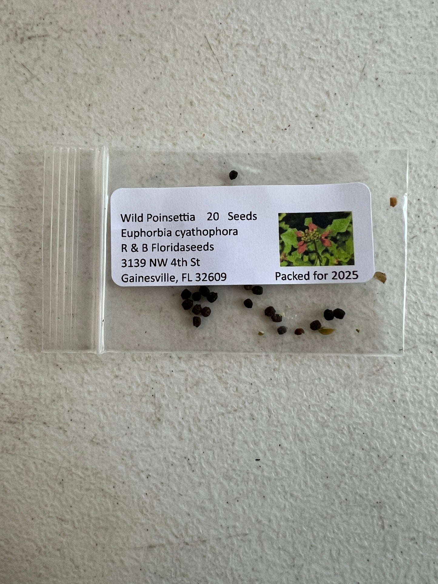 Wild Poinsettia  Euphorbia cyathophora  20 Seeds