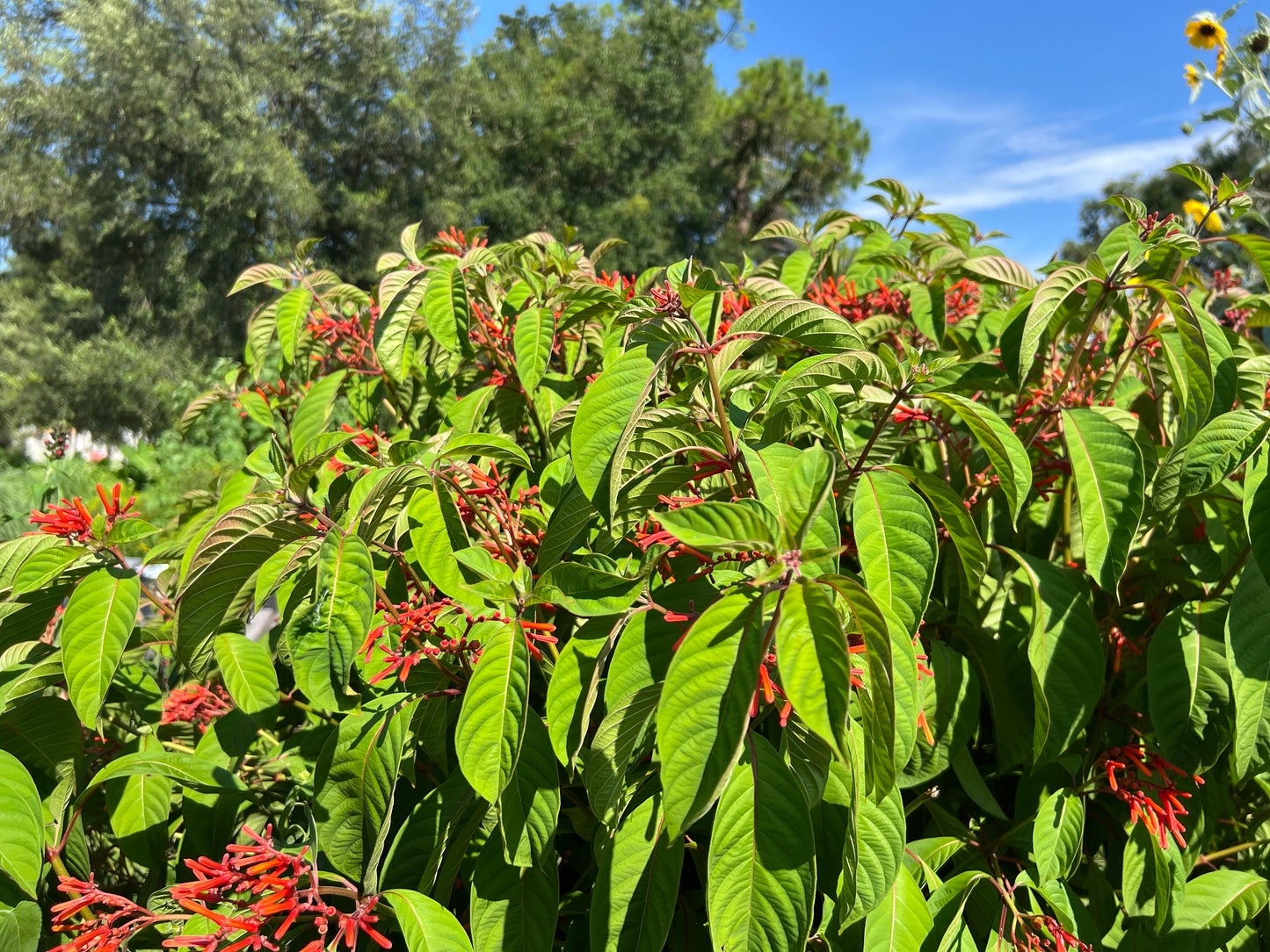 Firebush  Hamelia patens 100 Seeds