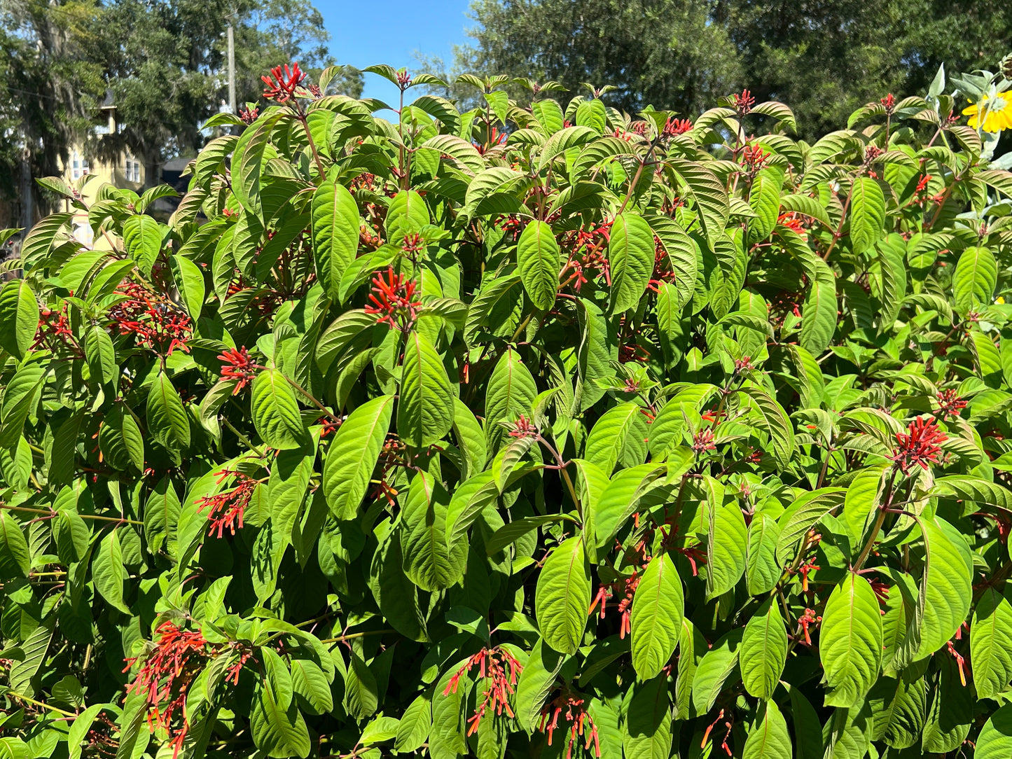 Firebush  Hamelia patens 100 Seeds