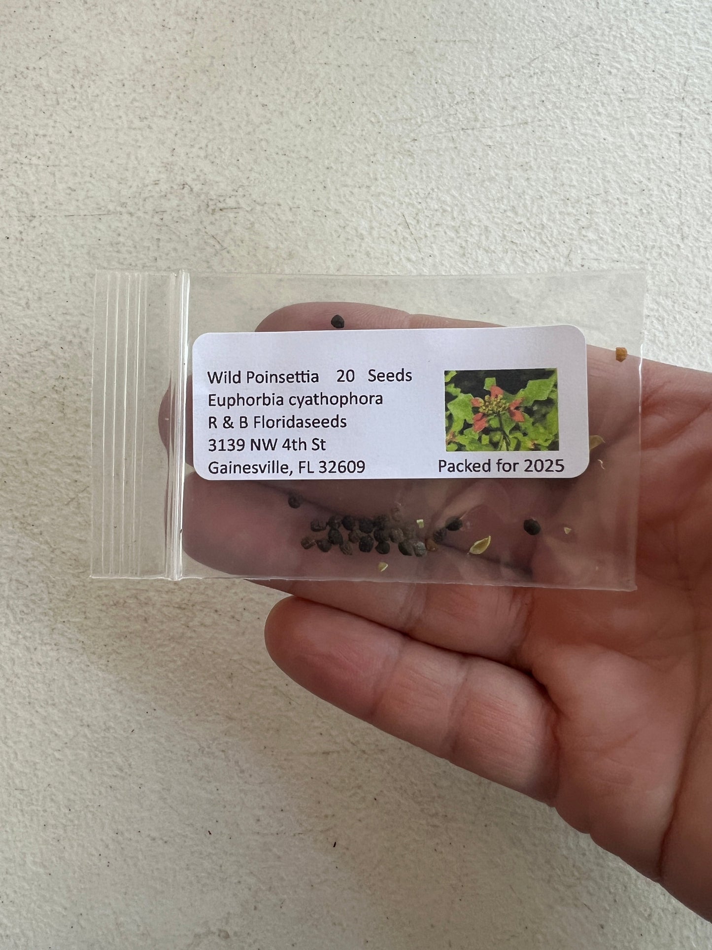 Wild Poinsettia  Euphorbia cyathophora  20 Seeds