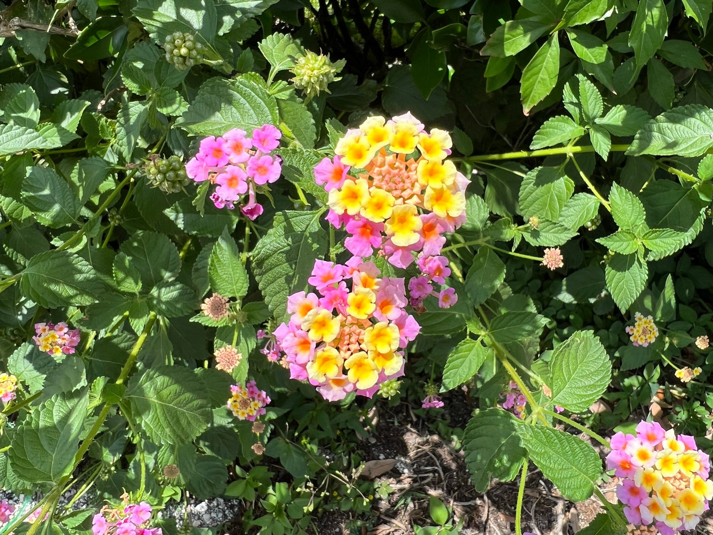 Pink Lantana  100 Seeds  Lantana camara