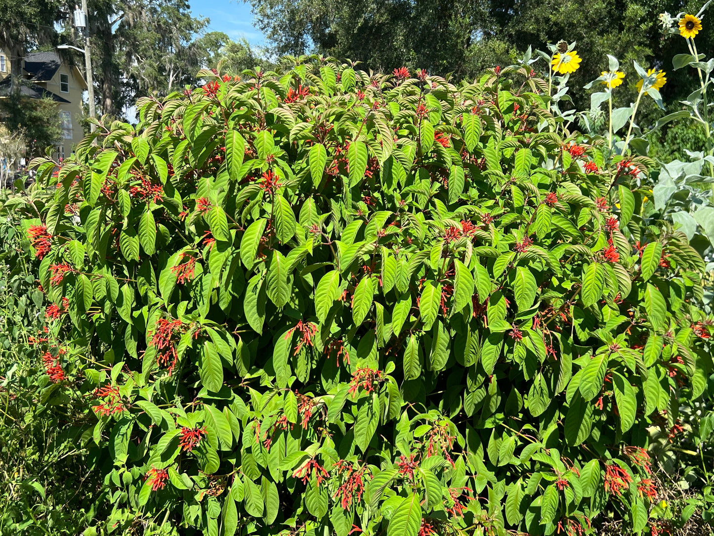Firebush  Hamelia patens 100 Seeds