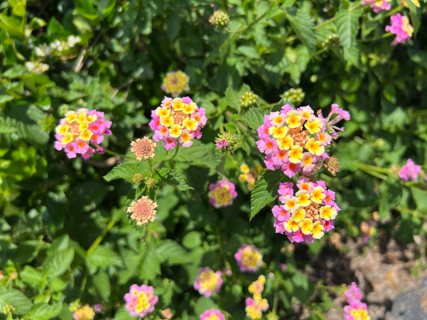 Pink Lantana  100 Seeds  Lantana camara
