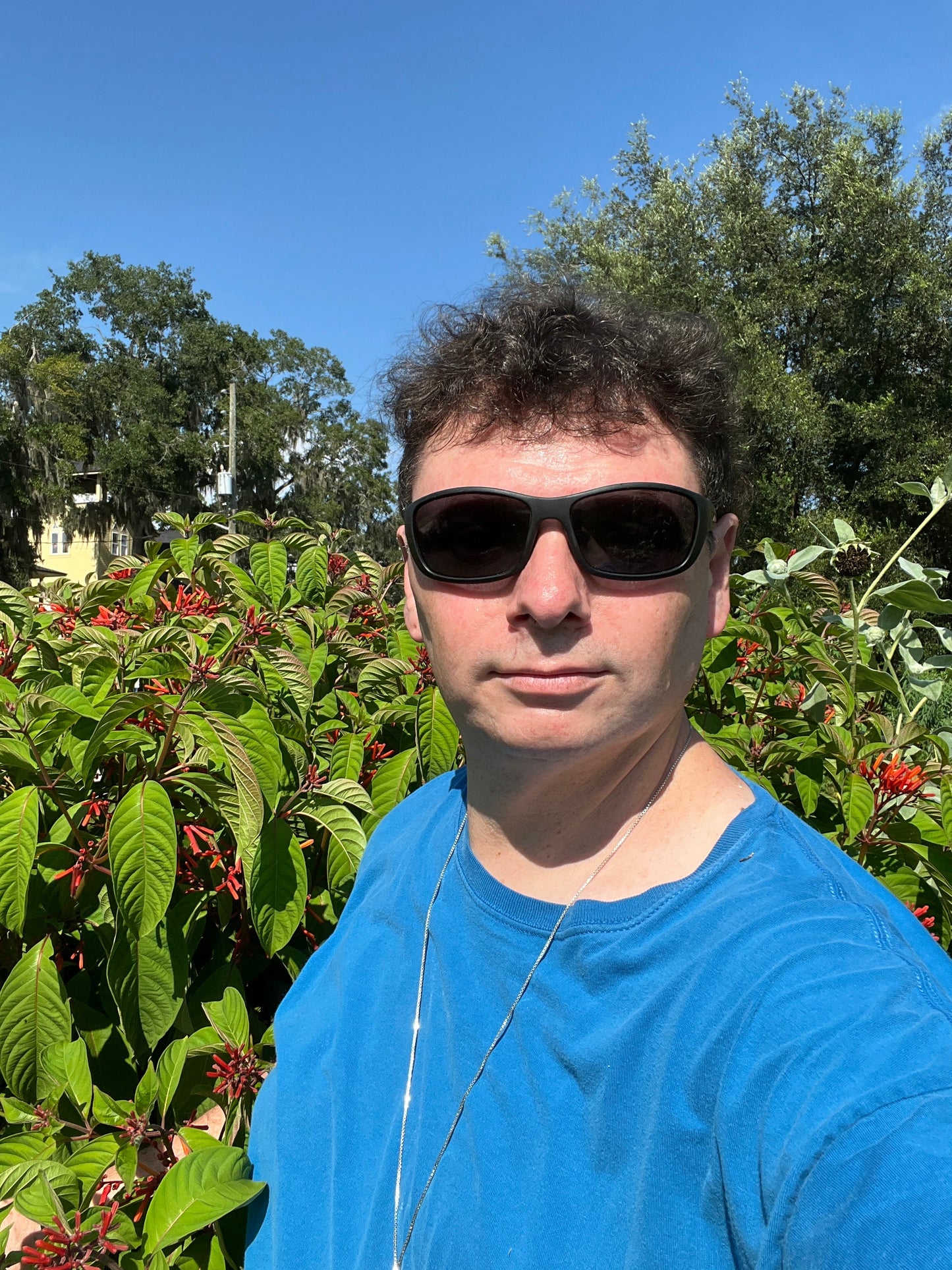 Firebush  Hamelia patens 100 Seeds