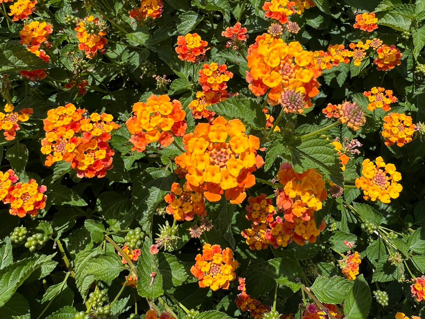 Orange Lantana  100 Seeds  Lantana camara
