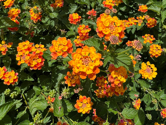 Orange Lantana  100 Seeds  Lantana camara