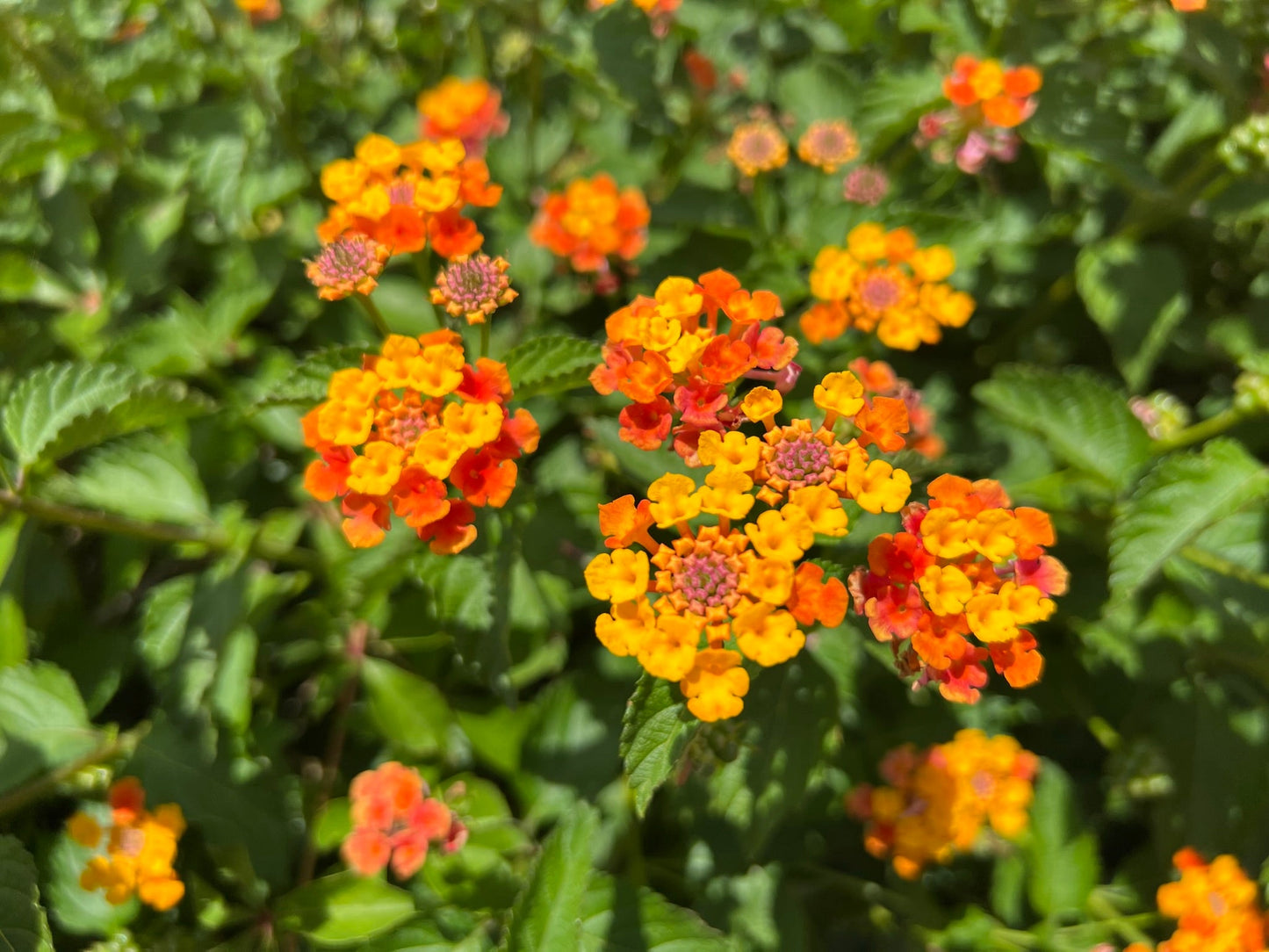 Orange Lantana  100 Seeds  Lantana camara