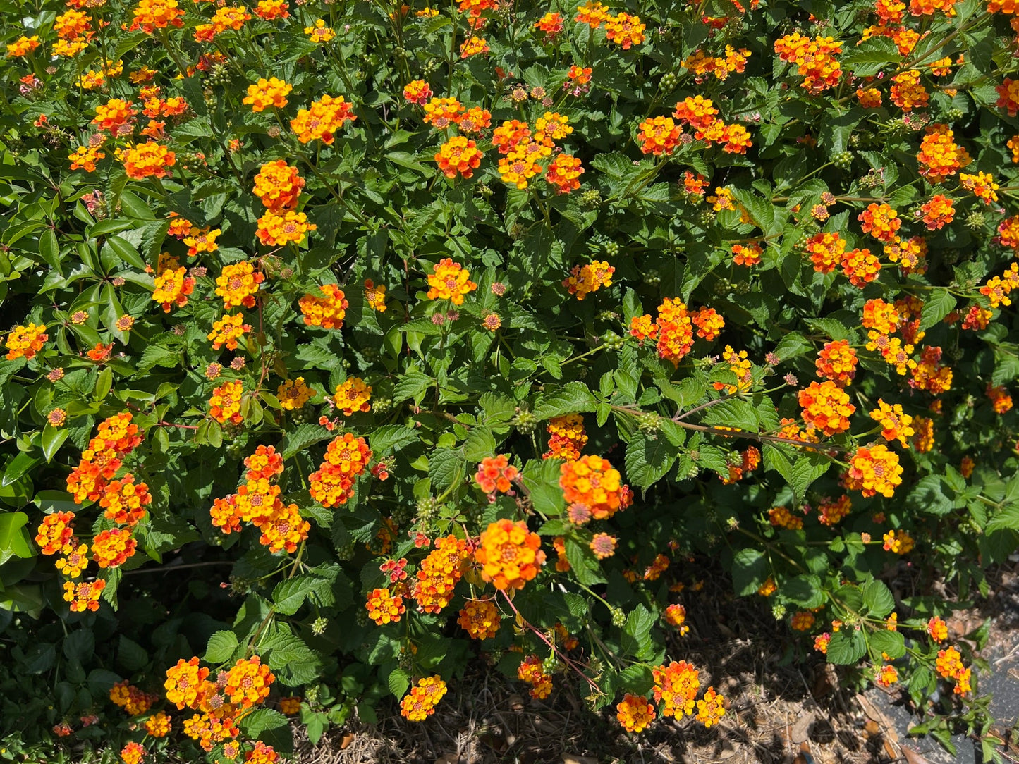 Orange Lantana  100 Seeds  Lantana camara
