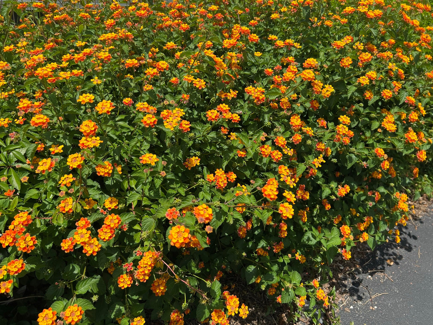 Orange Lantana  100 Seeds  Lantana camara