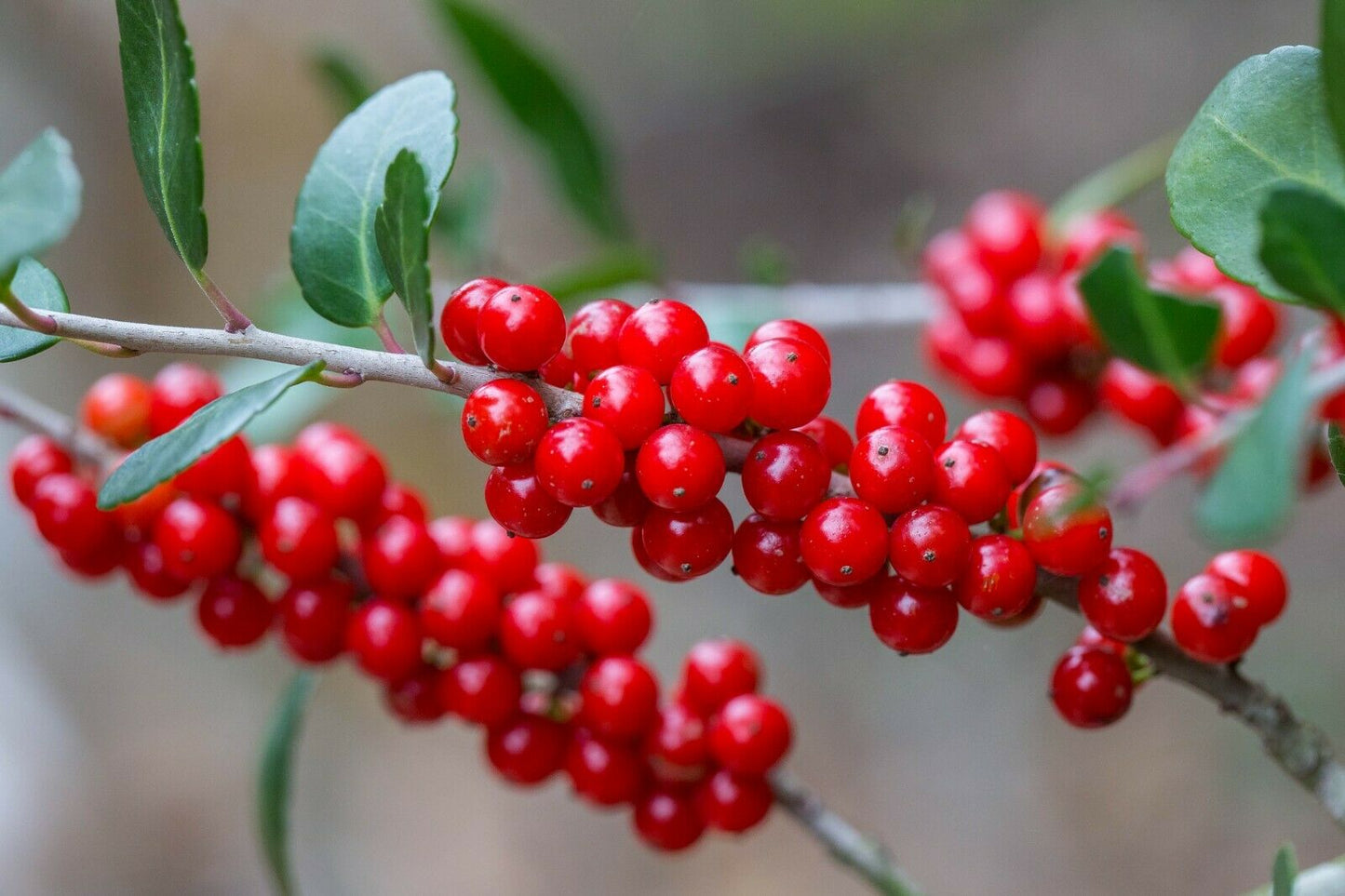 Yaupon Holly Ilex vomitoria 100 Seeds