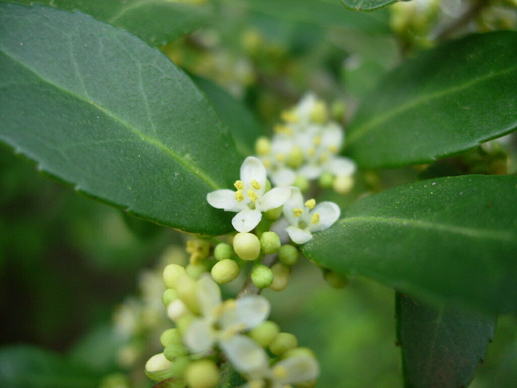 Yaupon Holly Ilex vomitoria 100 Seeds
