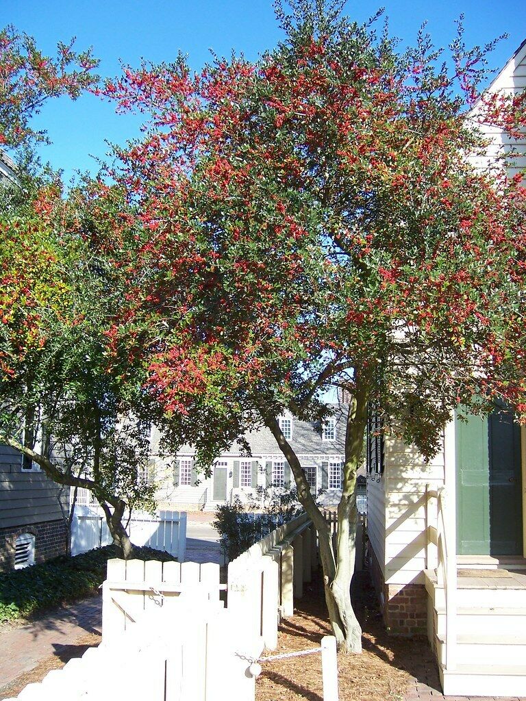 Yaupon Holly Ilex vomitoria 100 Seeds