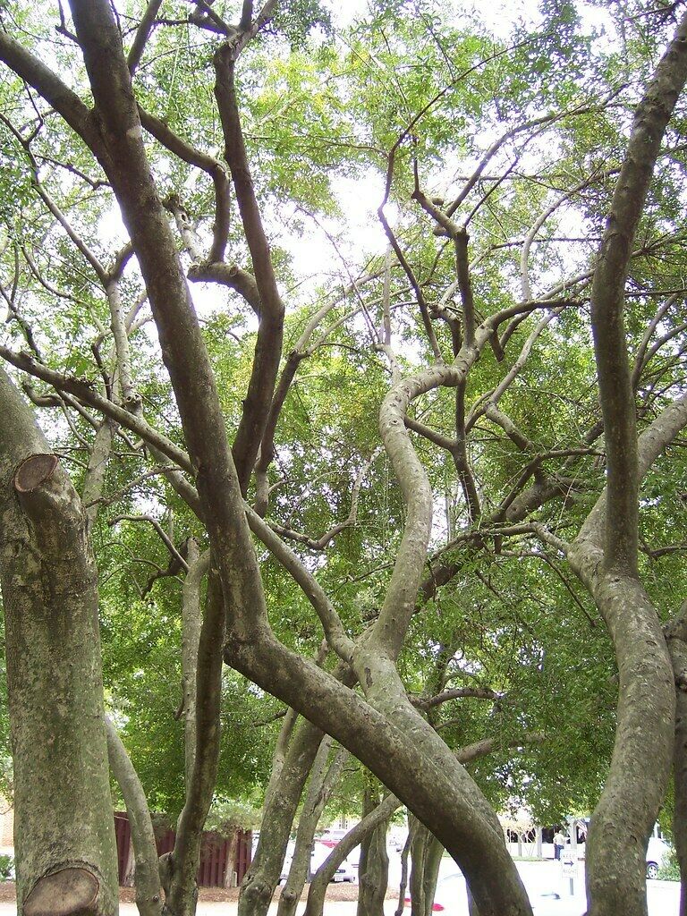 Yaupon Holly Ilex vomitoria 100 Seeds