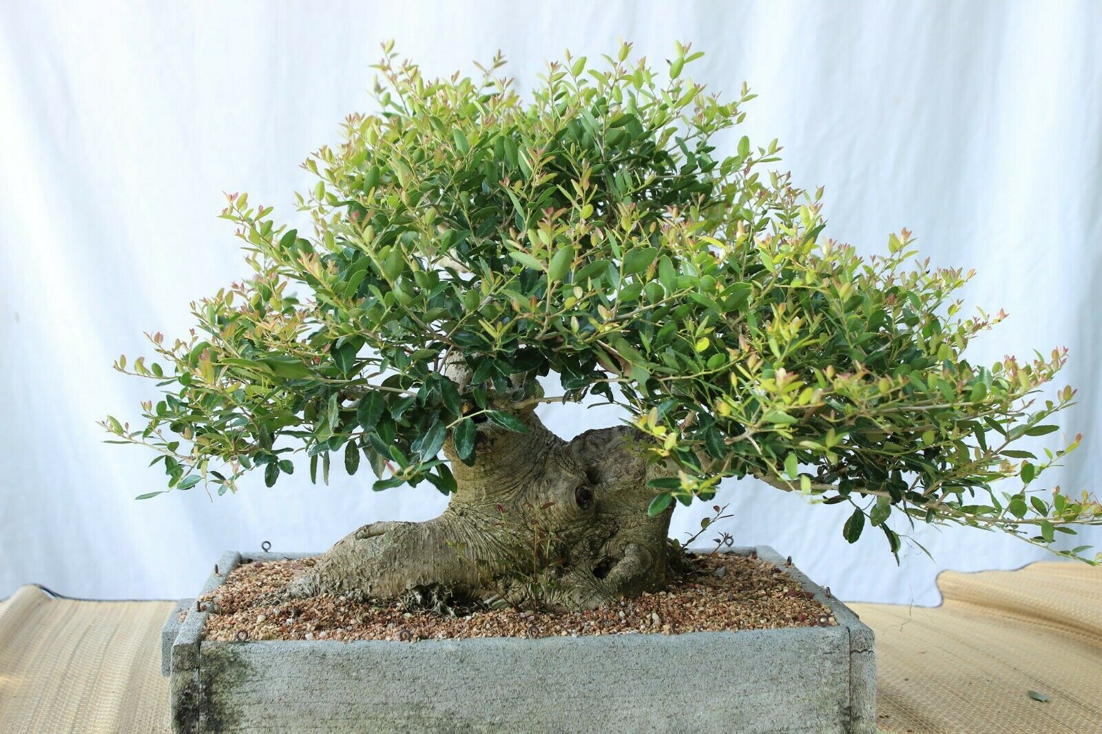 yaupon holly bonsai tree Yaupon Holly Ilex vomitoria 20 Seeds – R&B Floridaseeds