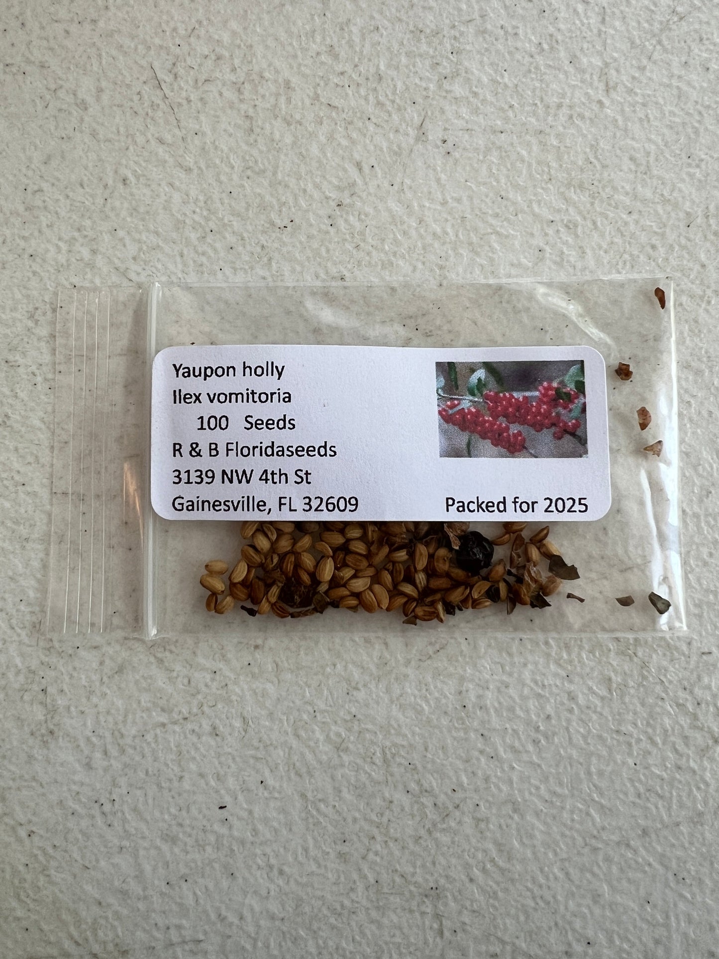 Yaupon Holly Ilex vomitoria 100 Seeds