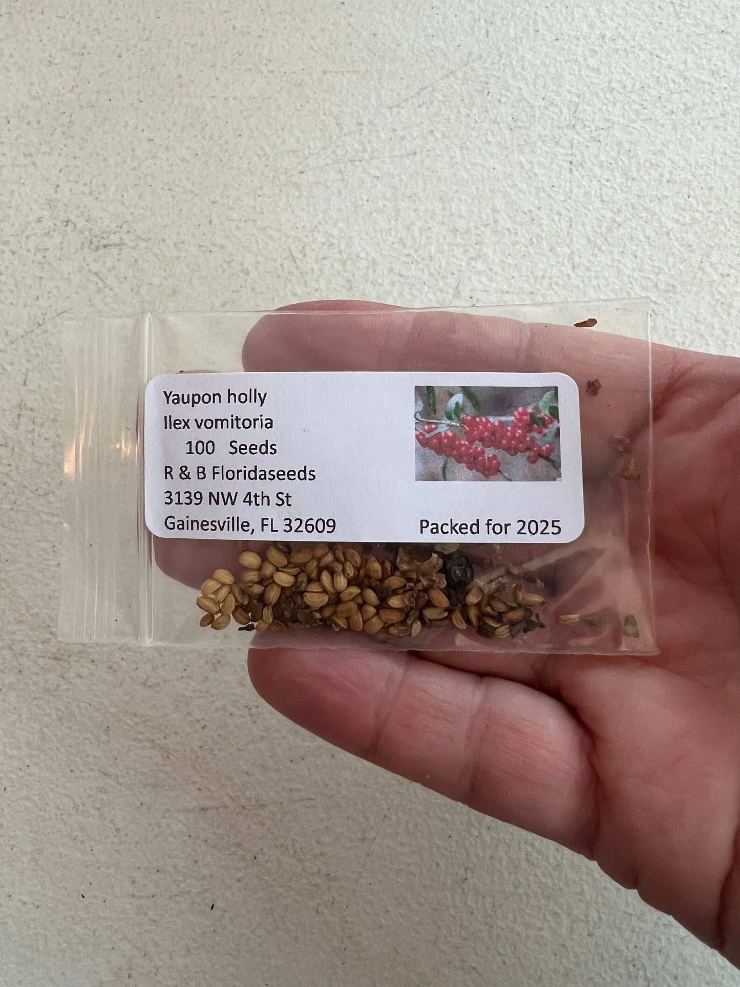 Yaupon Holly Ilex vomitoria 100 Seeds