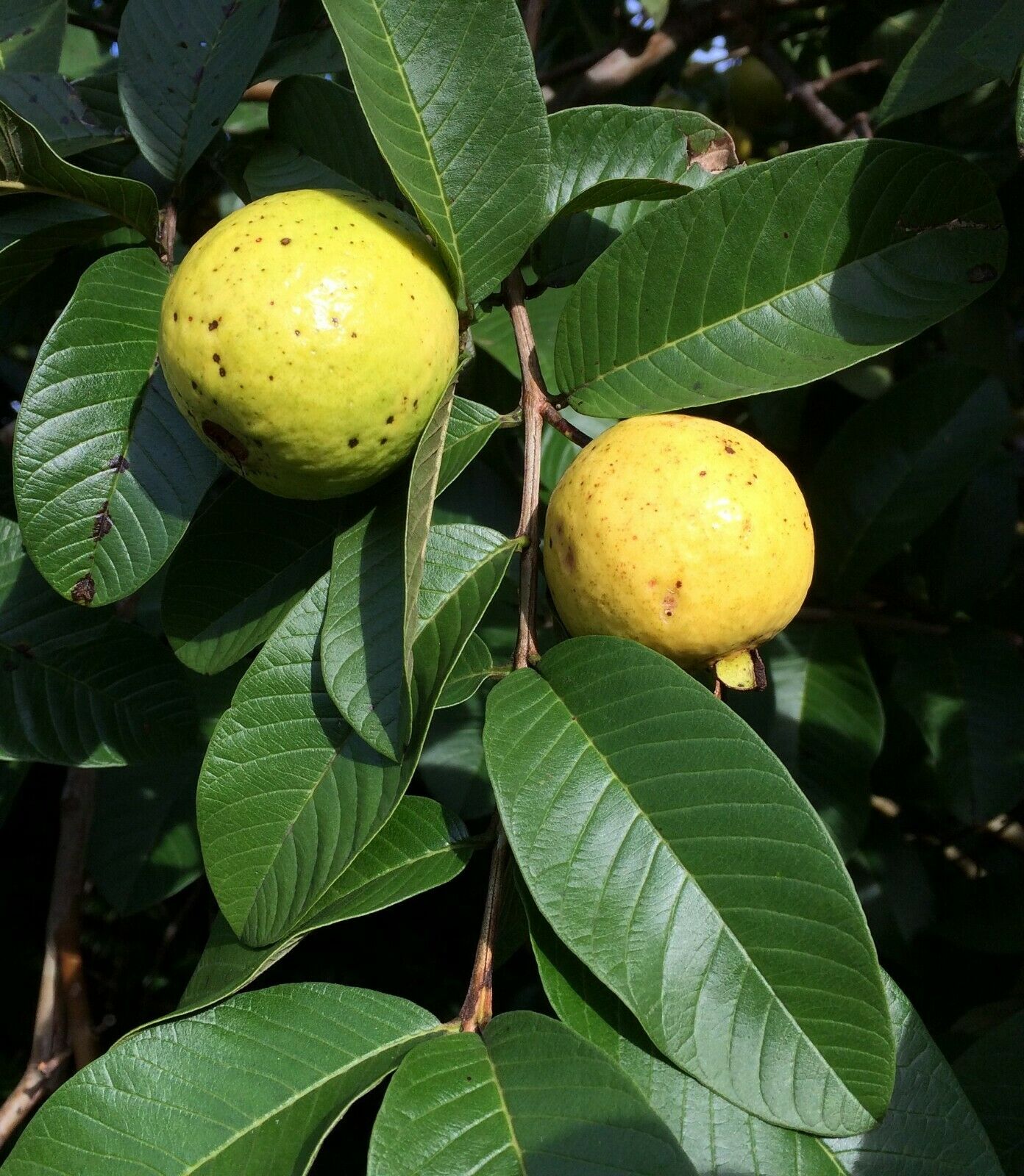 Guava Psidium guajava 20 Seeds