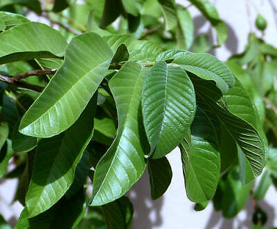 Guava Psidium guajava 20 Seeds