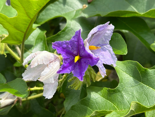 Giant Star Potato Tree   20 Seeds   Solanum macranthum