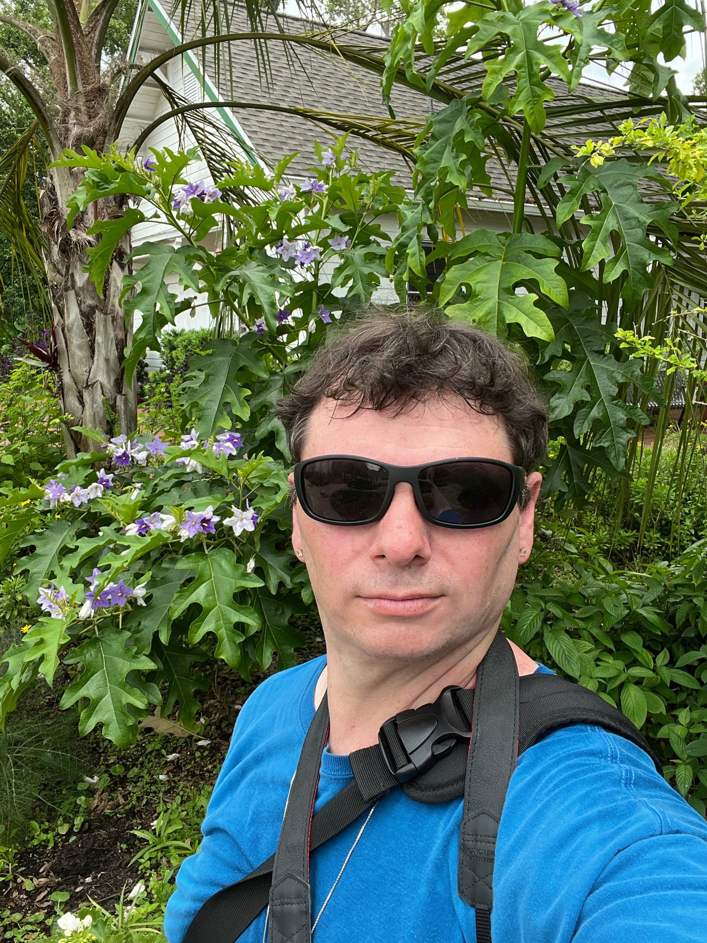 Giant Star Potato Tree Solanum macranthum 20 Seeds