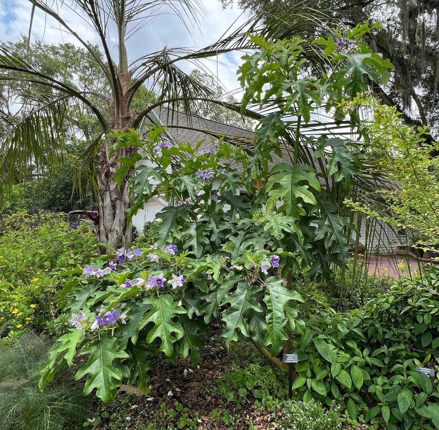 Giant Star Potato Tree Solanum macranthum 20 Seeds