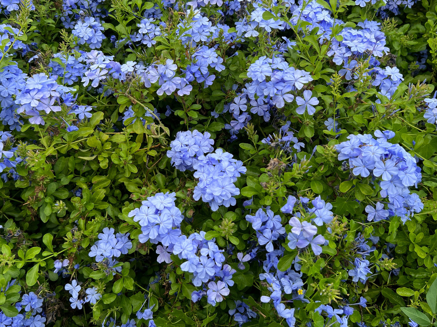 Plumbago  10 Seeds  Plumbago auriculata