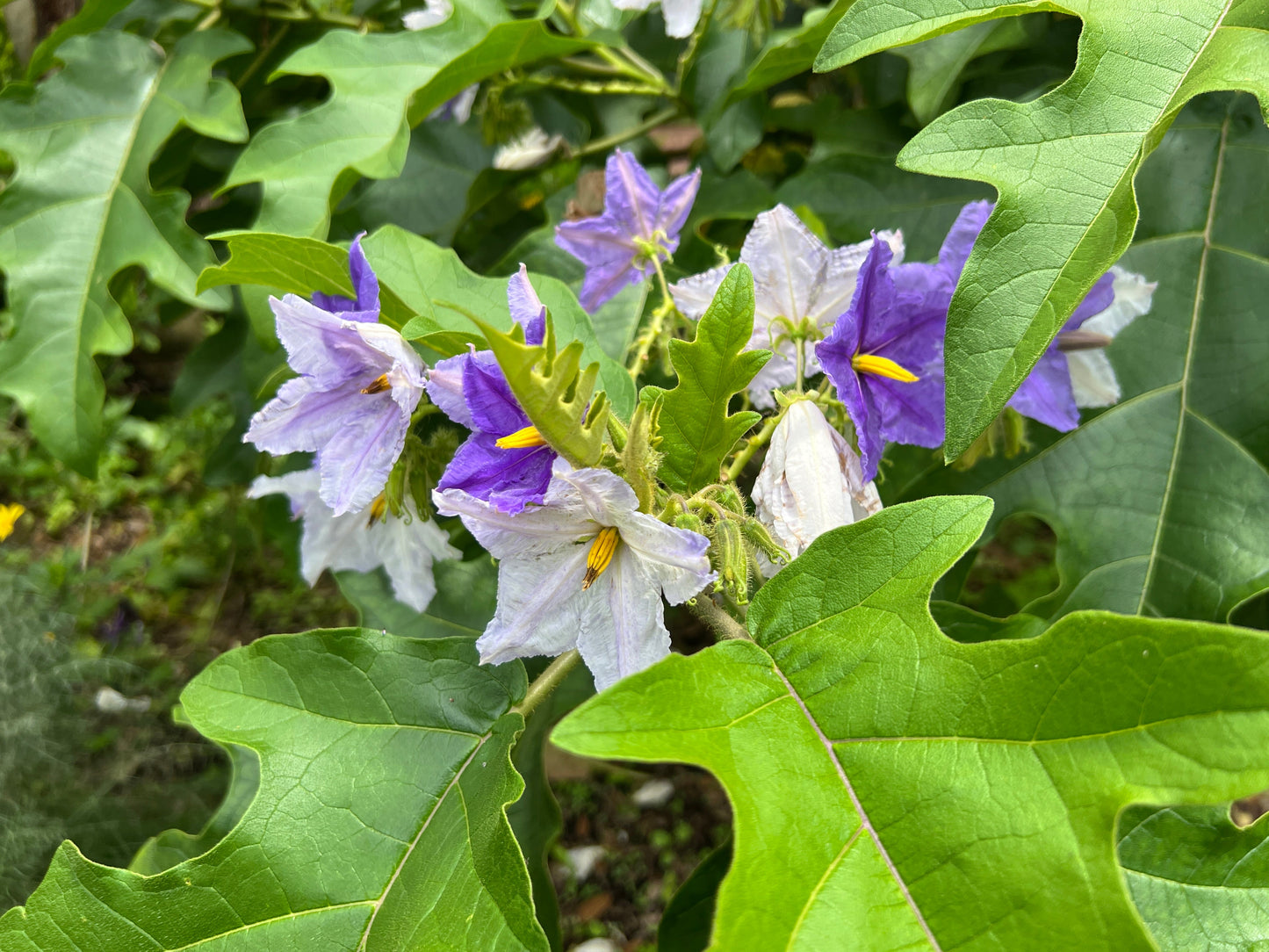 Giant Star Potato Tree Solanum macranthum 20 Seeds