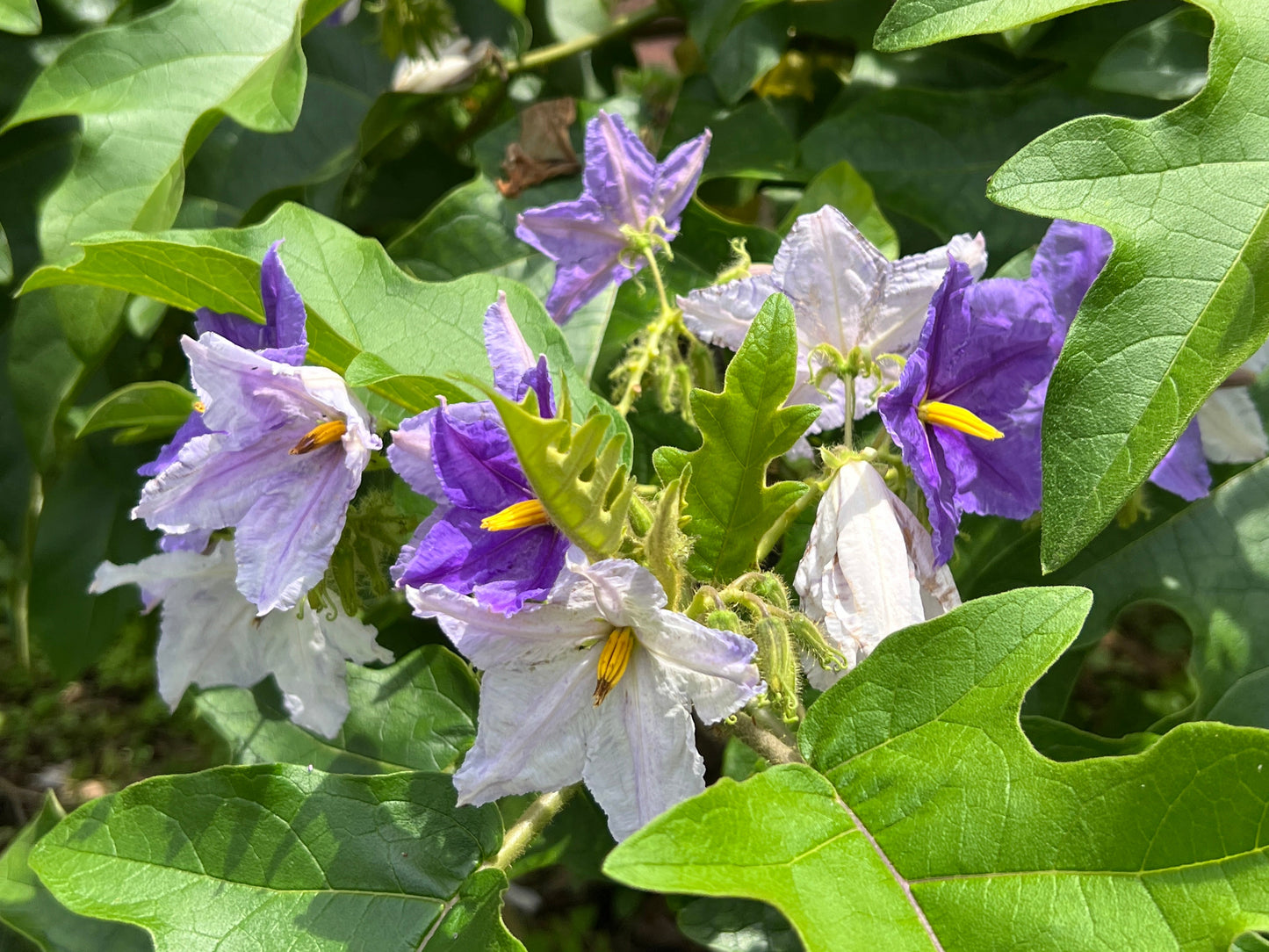 Giant Star Potato Tree Solanum macranthum 20 Seeds