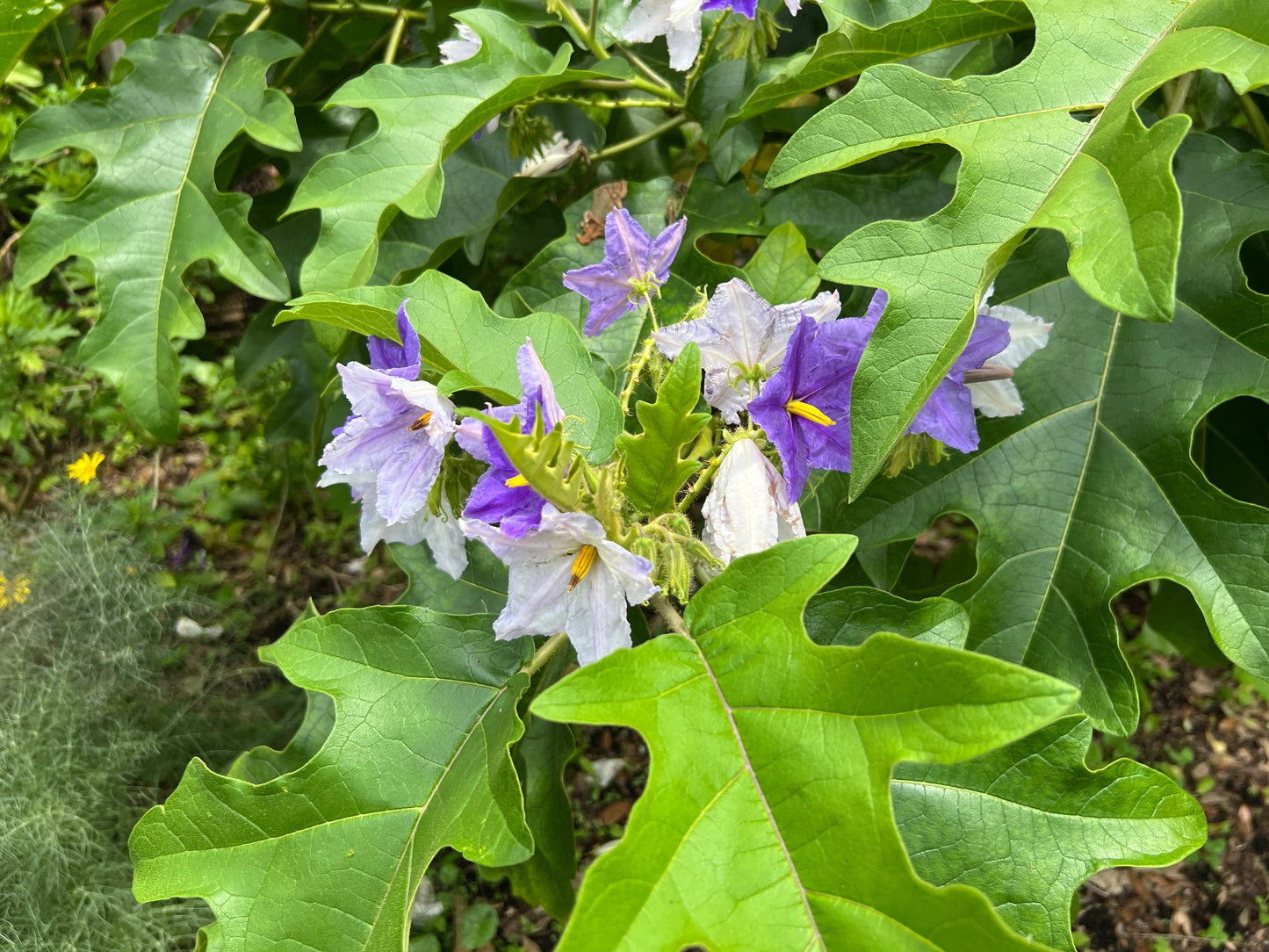 Giant Star Potato Tree Solanum macranthum 20 Seeds