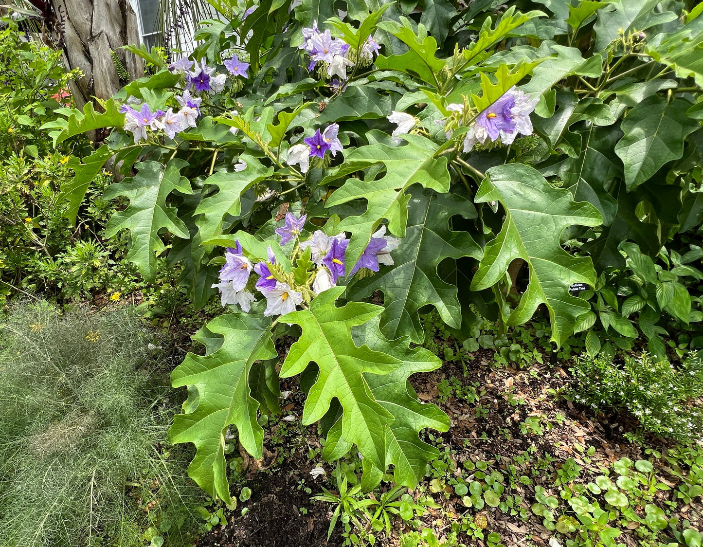 Giant Star Potato Tree Solanum macranthum 20 Seeds