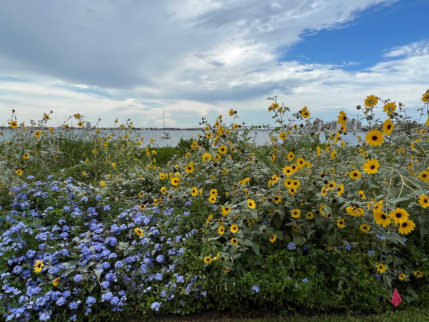 Plumbago  10 Seeds  Plumbago auriculata