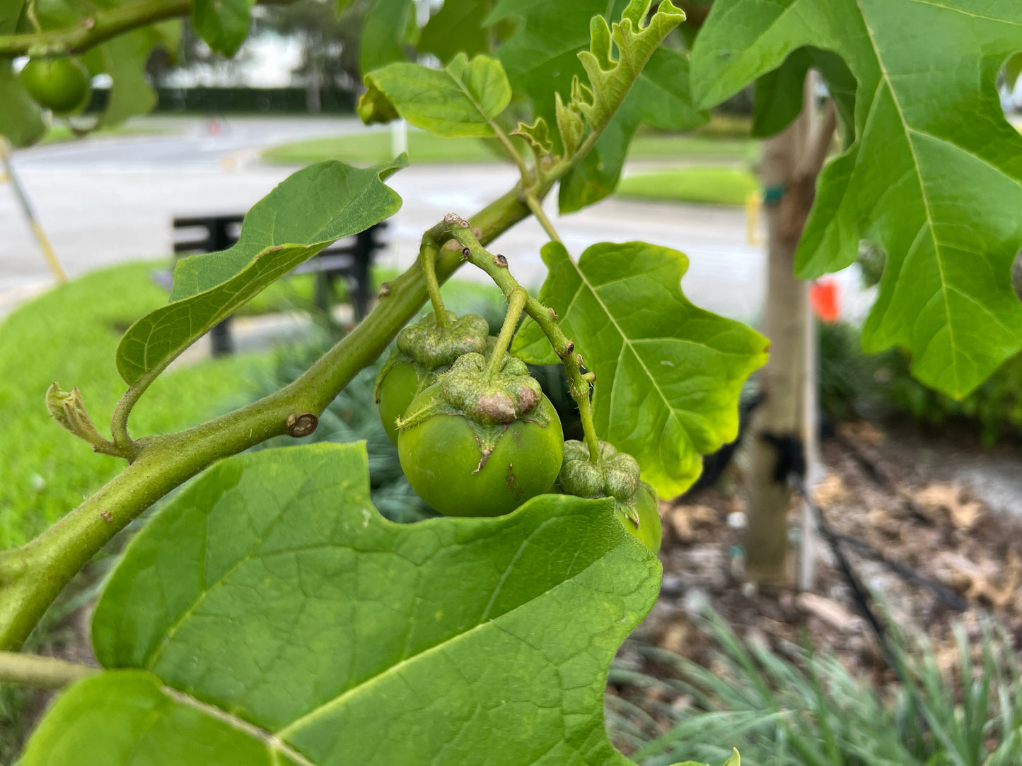 Giant Star Potato Tree Solanum macranthum 20 Seeds