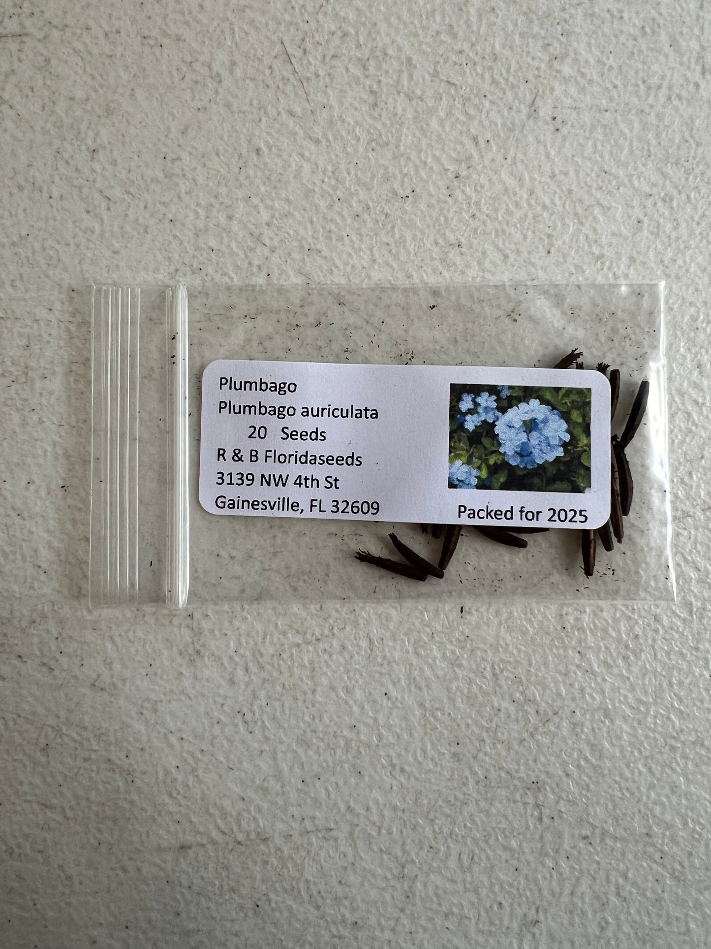 Plumbago  10 Seeds  Plumbago auriculata