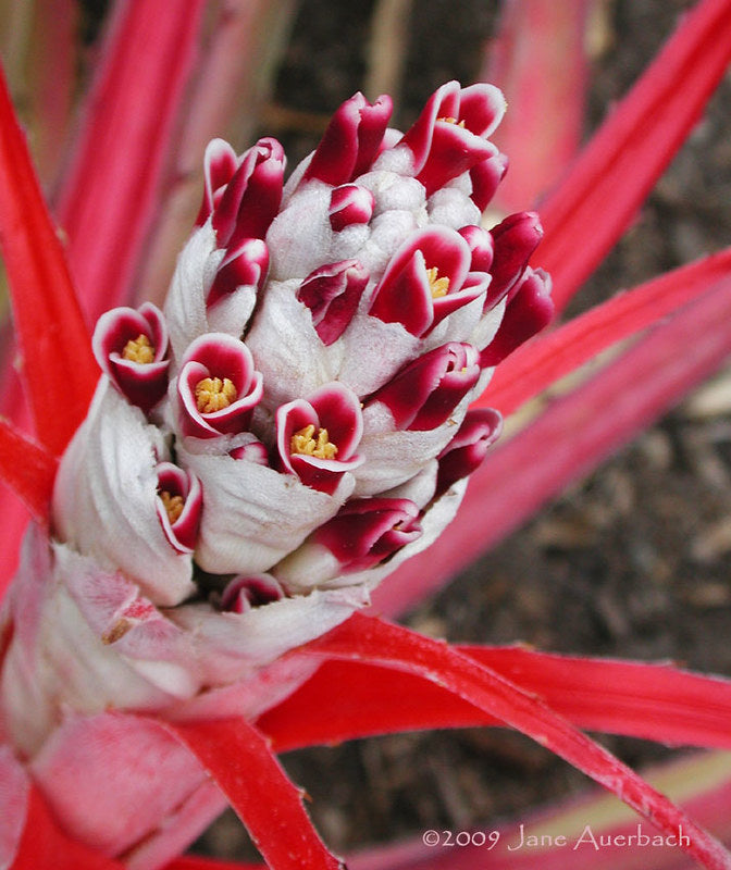 Wild Pineapple  10 Seeds  Bromelia pinguin