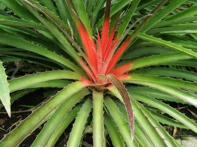 bromelia pineapple plant Wild Pineapple 10 Seeds Bromelia pinguin – R&B Floridaseeds