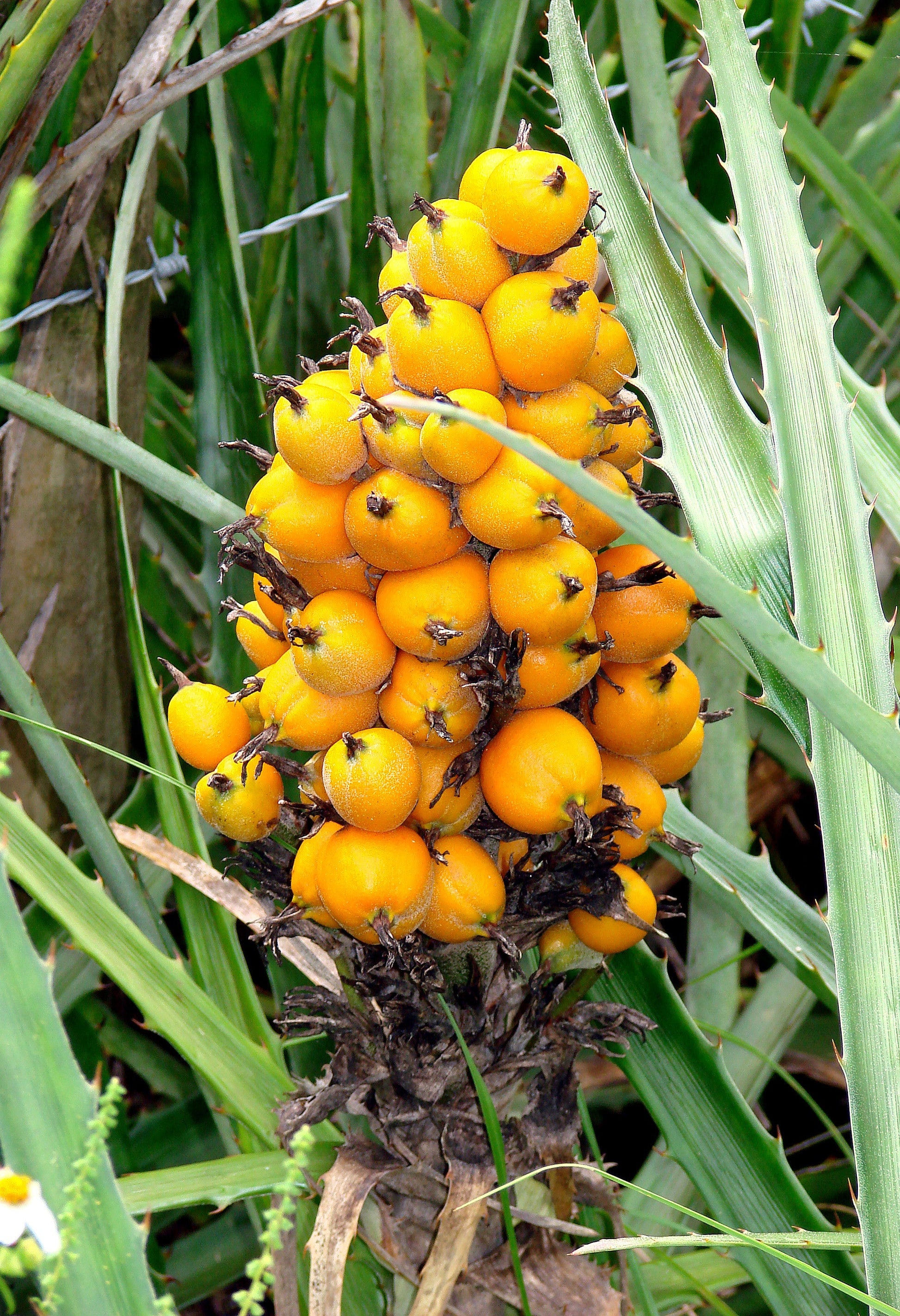 wild pineapple plant Wild Pineapple 10 Seeds Bromelia pinguin – R&B Floridaseeds