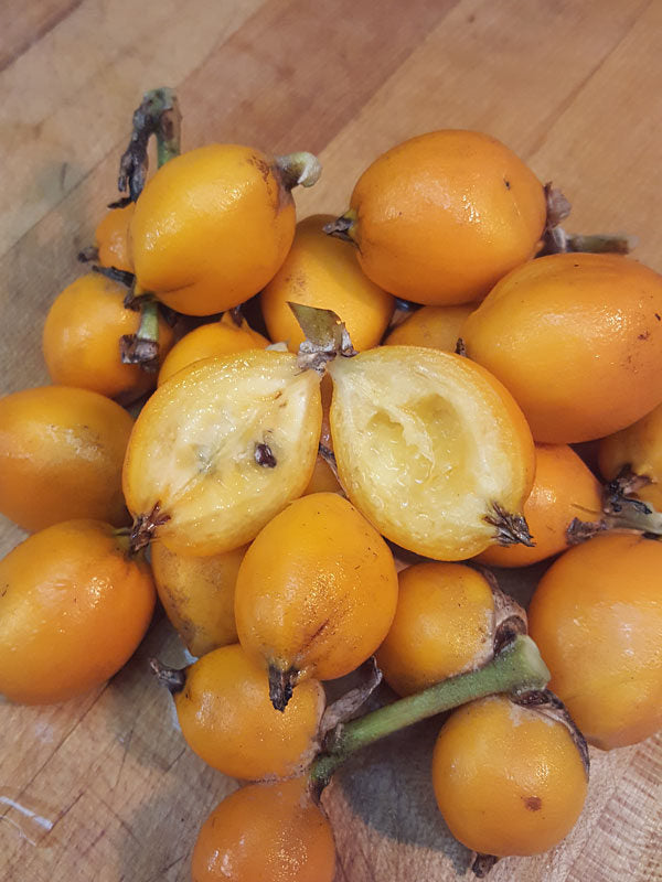 Wild Pineapple  10 Seeds  Bromelia pinguin