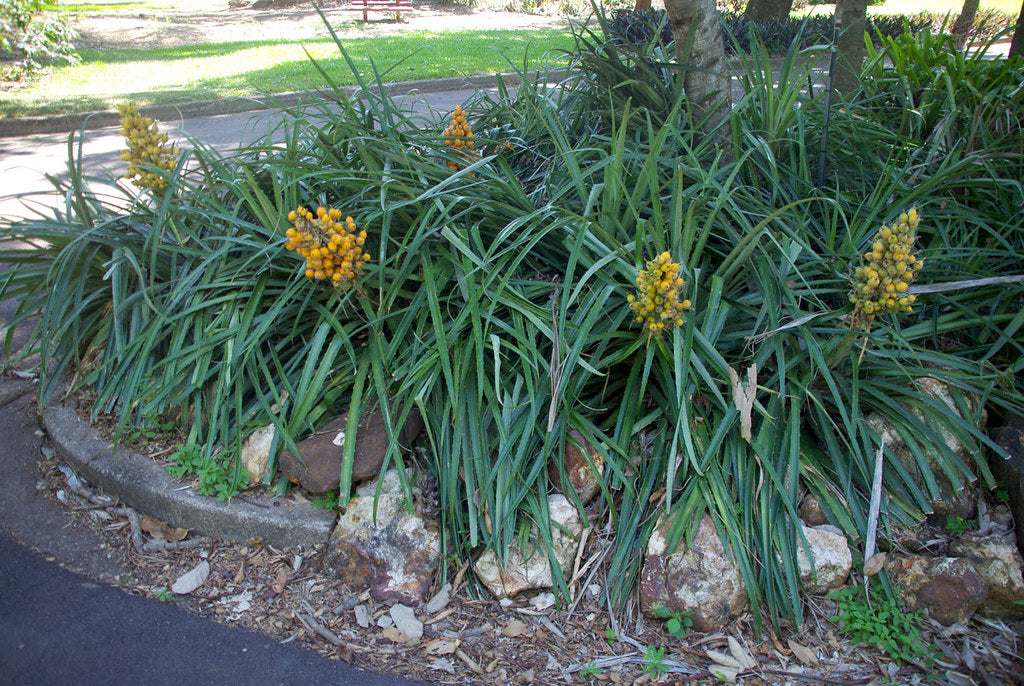 bloom and wild pineapple plant Wild Pineapple 10 Seeds Bromelia pinguin – R&B Floridaseeds