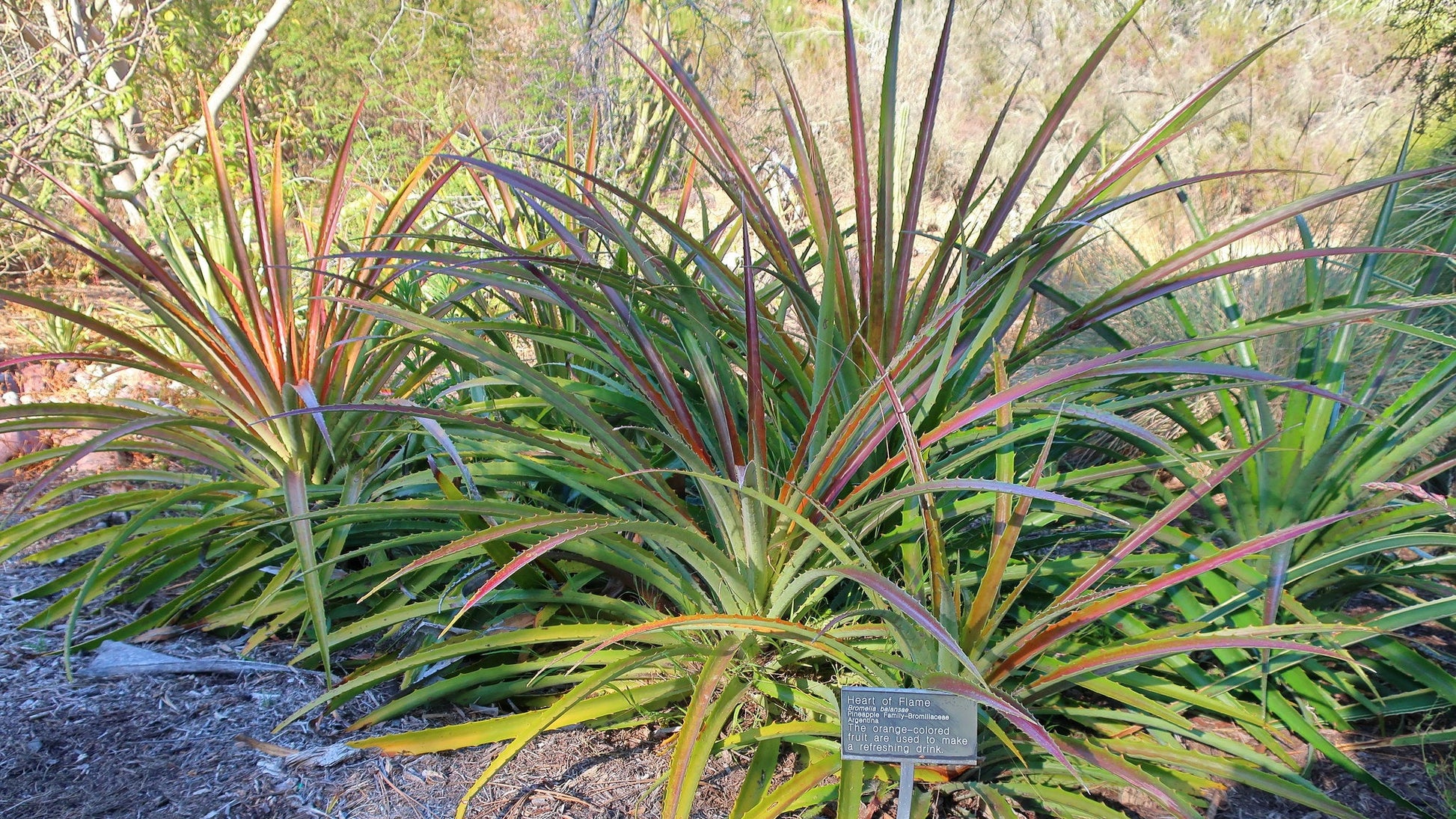chilean pineapple plant Wild Pineapple 10 Seeds Bromelia pinguin – R&B Floridaseeds