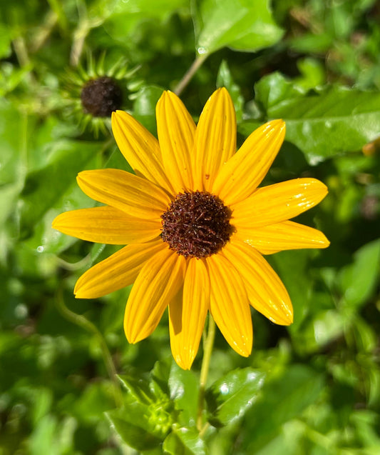 Beach Sunflower Helianthus debilis 20 Seeds